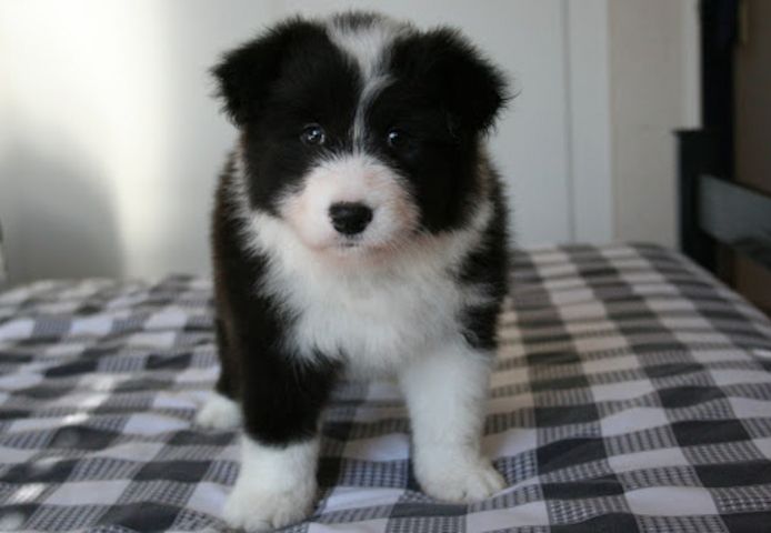 Border-Collie-Welpen. WhatsApp: +44 7469 456352