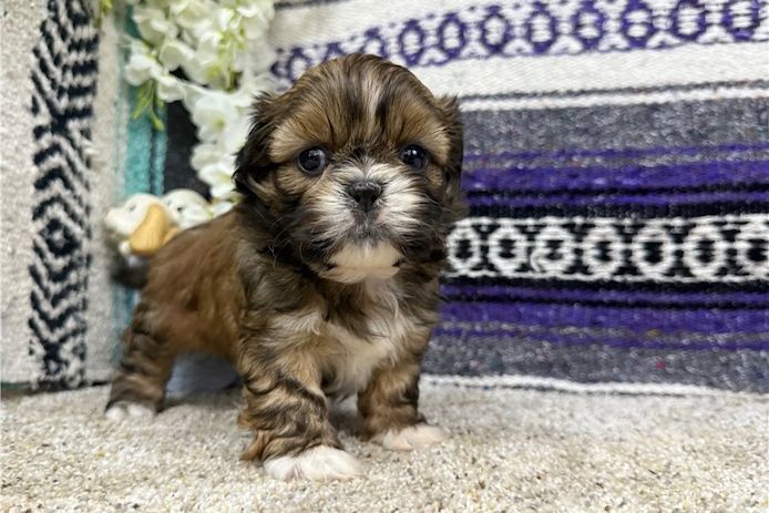 Shih Tzu Welpen. WhatsApp: +44 7469 456352