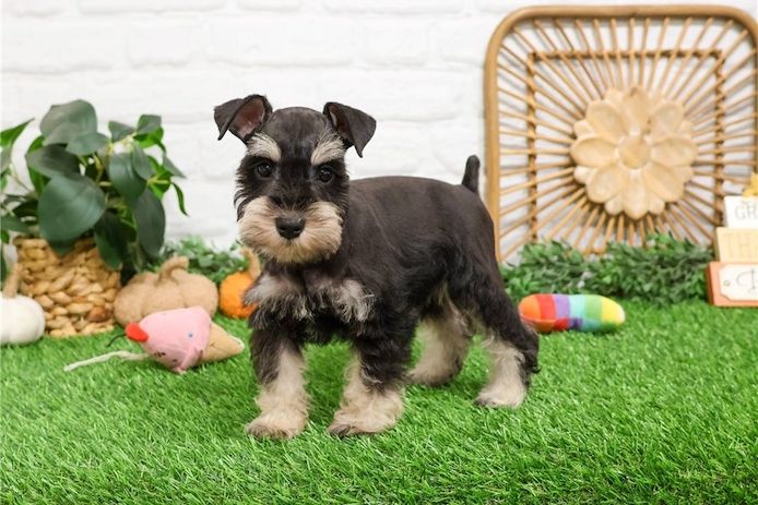 Zwergschnauzer Welpen. WhatsApp: +44 7469 456352