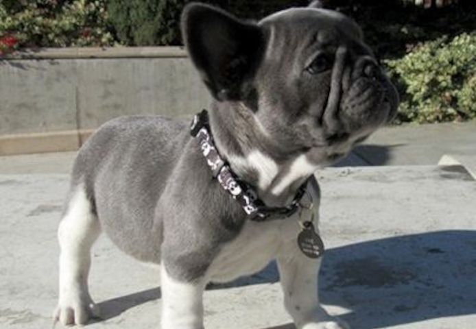 Französische Bulldoggen welpen. WhatsApp: +44 7469 456352