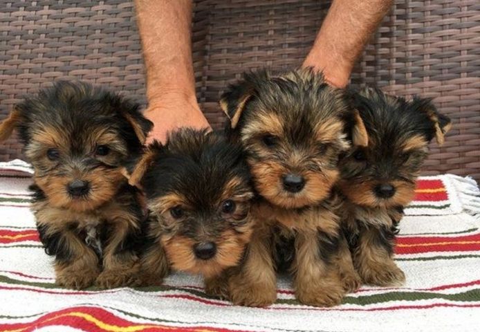 Liebevolle Yorkshire Terrier Welpen