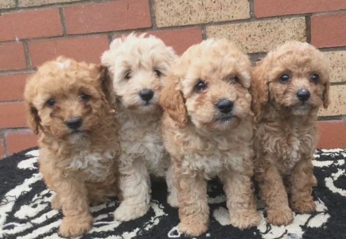 F2 Cockapoo-Welpen