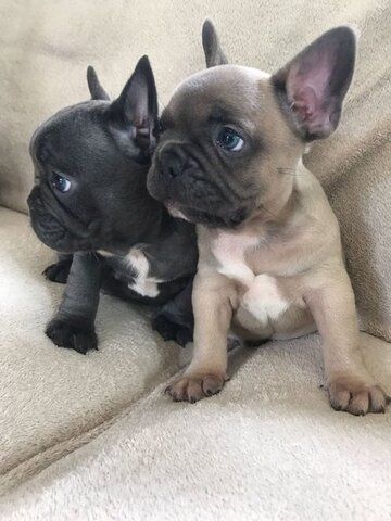 Französische Bulldoggenwelpen