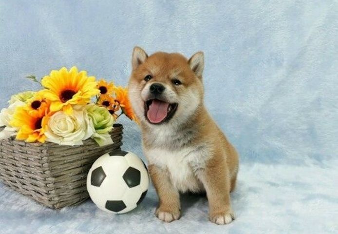 Bezaubernde Shiba-Inu-Welpen