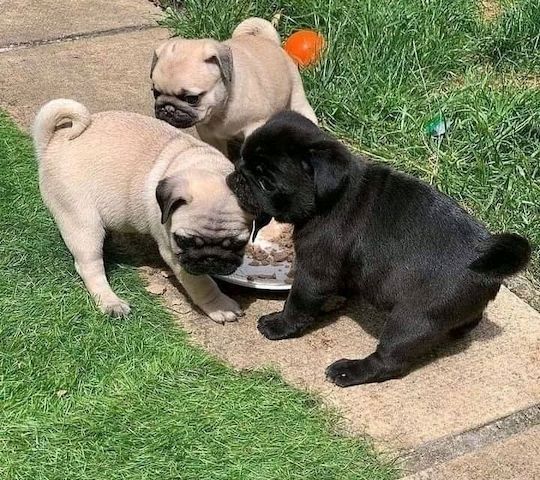 Rüden und Hündinnen – Mops-Welpen