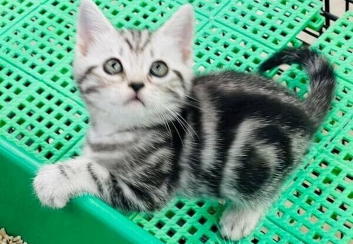 BKH-Kitten mit dem Stammbaum