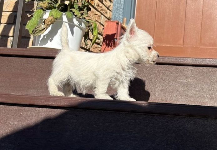 Reinrassige West Highland White Welpen