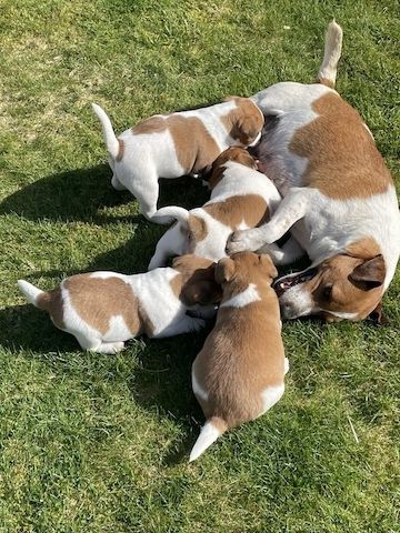 Jack-Russell-Welpen (Rüde und Hündin)