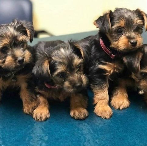 Yorkshire-Terrier-Welpen