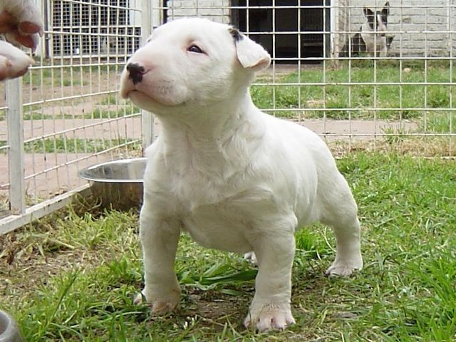 Bullterrier-Welpen