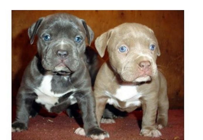 American Blue-Line Pit Bull Terrier Welpen