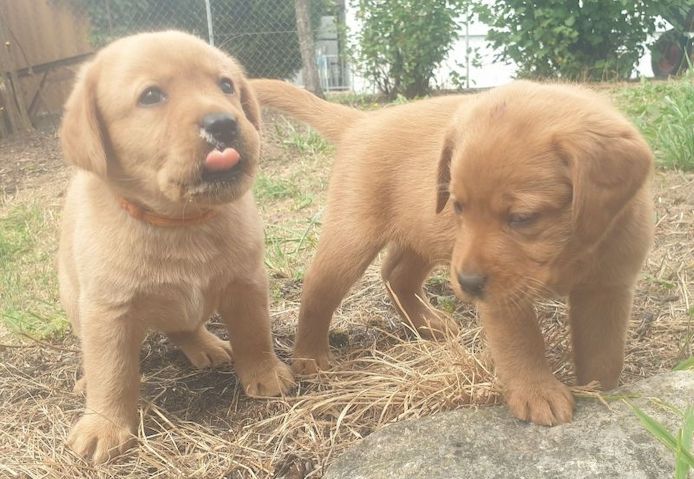 Labradorwelpen abzugeben!