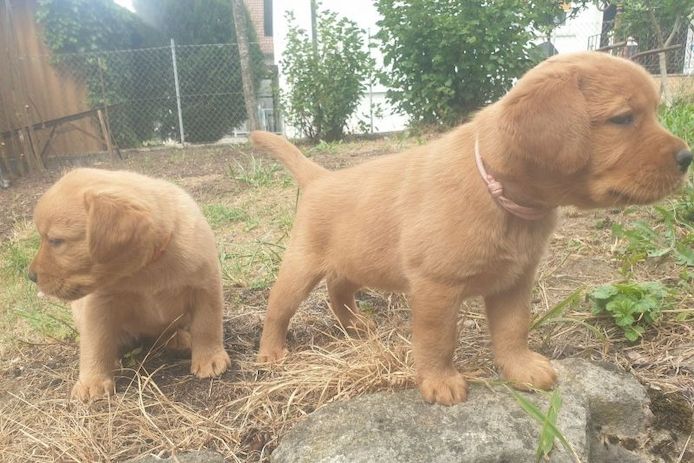 Labradorwelpen abzugeben!