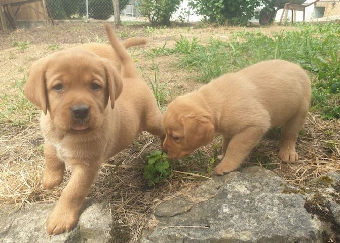 Labradorwelpen abzugeben!