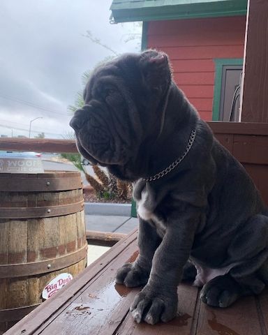 Mastino-Napoletano-Welpen. WhatsApp: +44 7469 456352