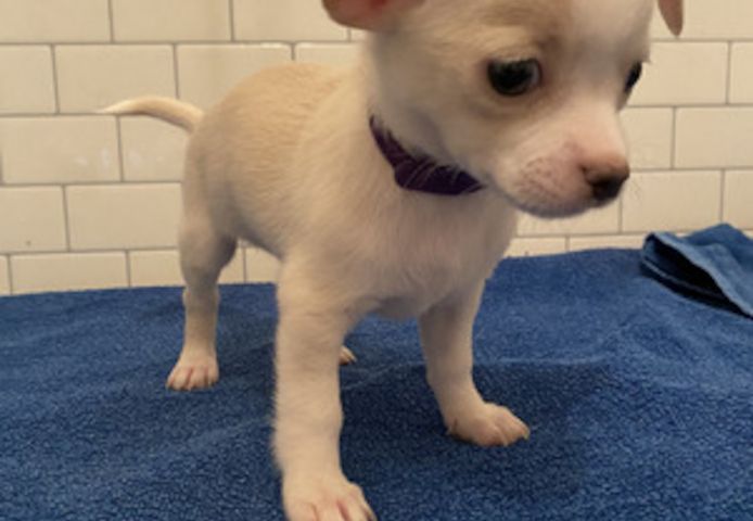 Chihuahua Welpen. WhatsApp: +44 7469 456352