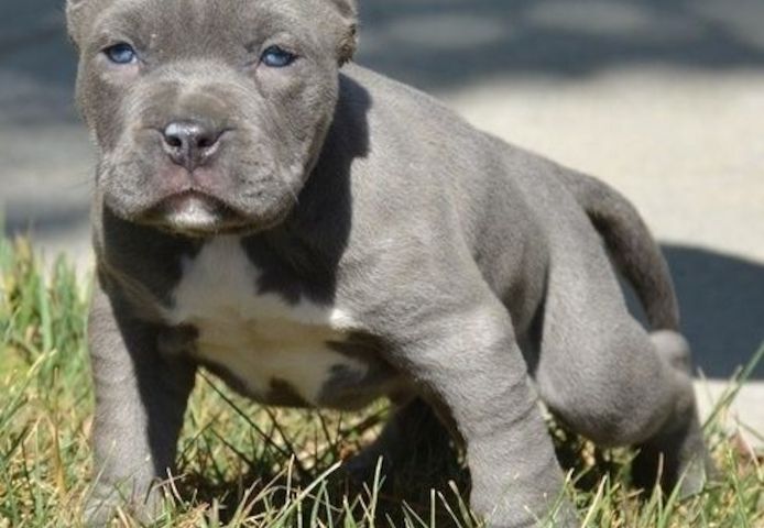 Amerikanische Pitbull-Welpen. WhatsApp: +44 7469 456352