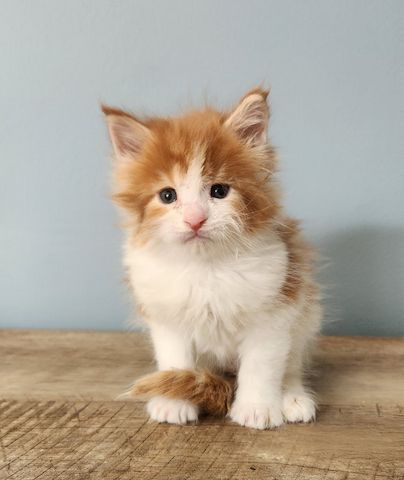 Maine-Coon-Kätzchen zu verkaufen.