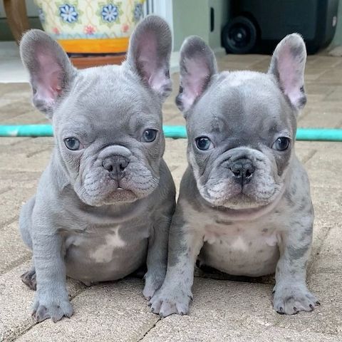 Reinrassige Französische Bulldoggen-Welpen verfügbar.