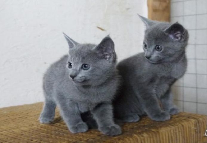 Wunderschöne Russisch Blau Kätzchen