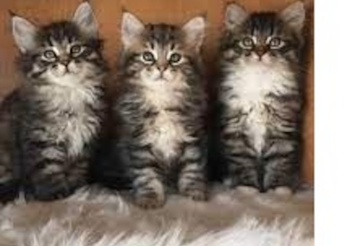 Maine Coon Kätzchen