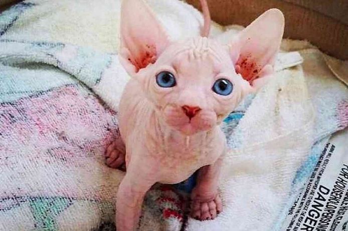 Schöne Sphynx-Kätzchen zu verkaufen