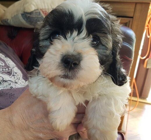 Wunderschöne Shihpoo-Welpen