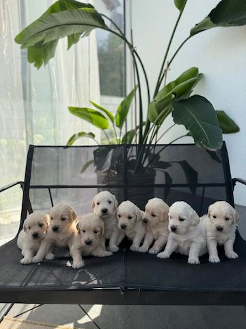 Golden Retriever sucht neues Zuhause