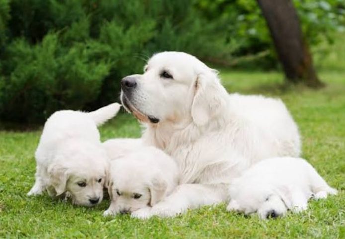 Golden Retriever sucht neues Zuhause