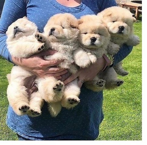 Chow-Chow-Welpen zu verkaufen.