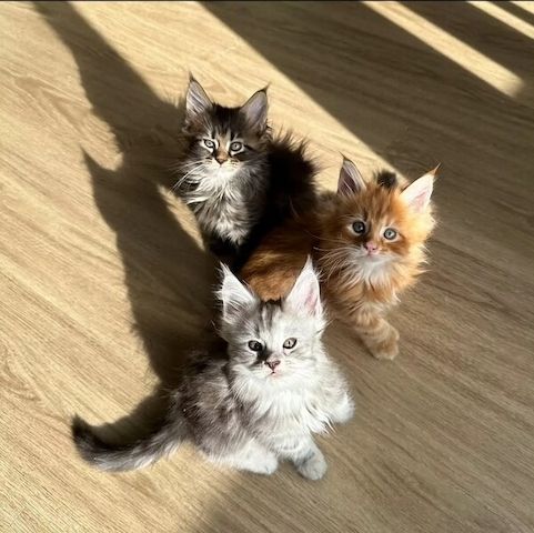 Maine-Coon-Kätzchen zu verkaufen