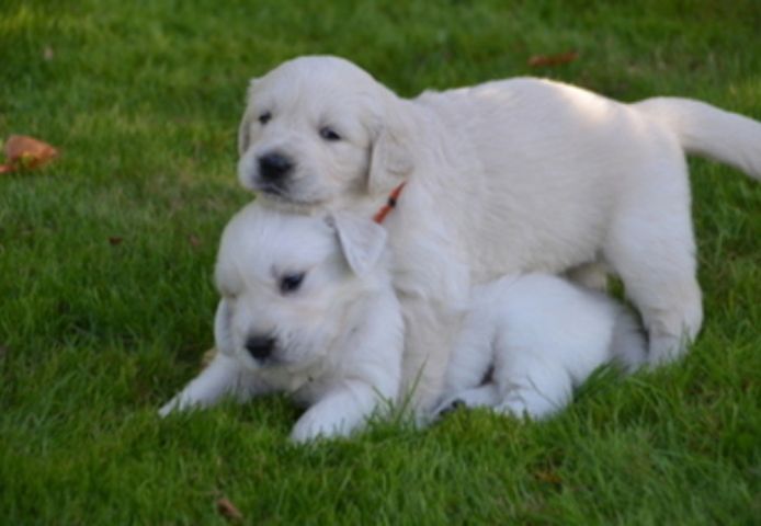 Golden Retriever Welpen ab sofort abzugeben!