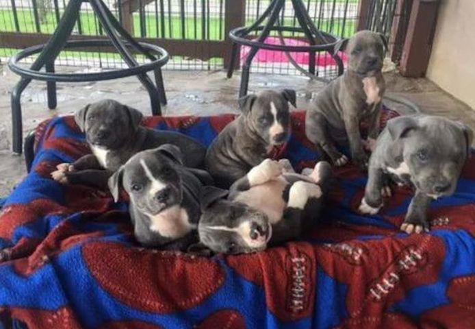 Blaue Staffordshire Bullterrier Welpen