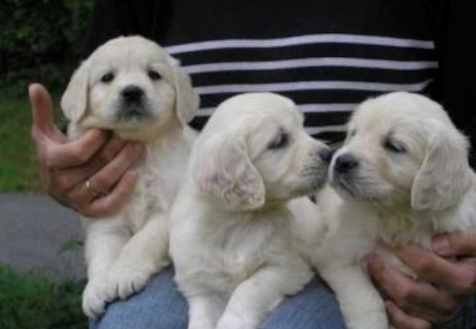 Golden Retriever Welpen ab sofort abzugeben!