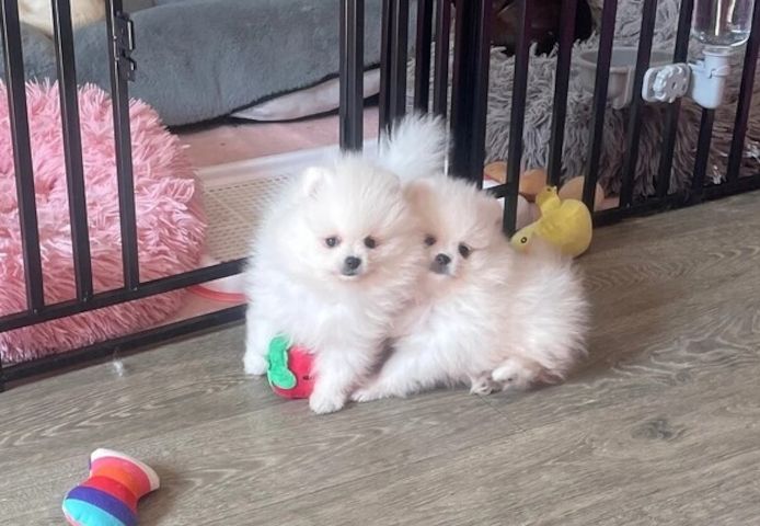 Tea-Cup-Pomeranian-Welpen