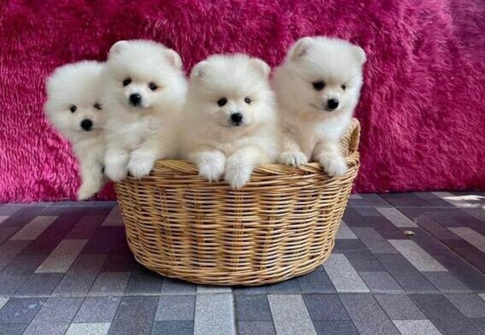 Tea-Cup-Pomeranian-Welpen