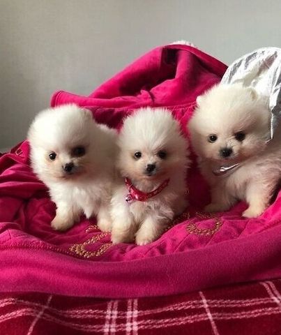 Tea-Cup-Pomeranian-Welpen