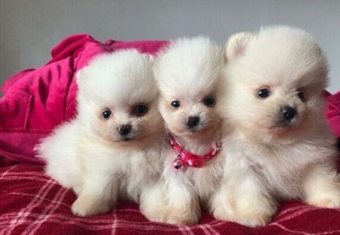 Tea-Cup-Pomeranian-Welpen