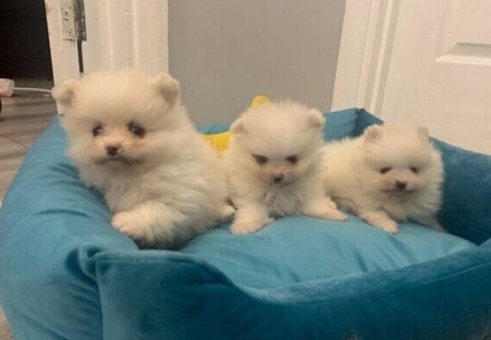 Tea-Cup-Pomeranian-Welpen
