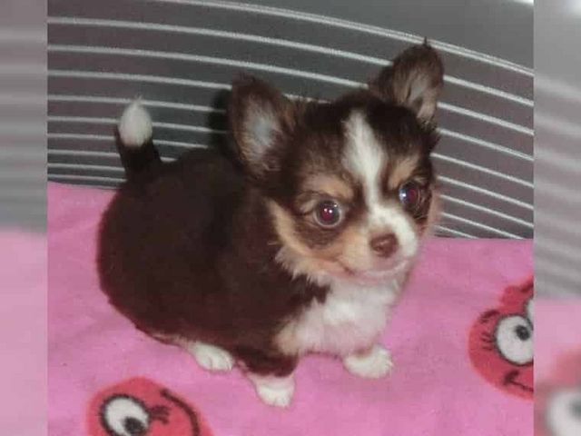SUPER Chihuahua Welpen in Kurzhaar, VDH/FCI. Klasse statt Masse !