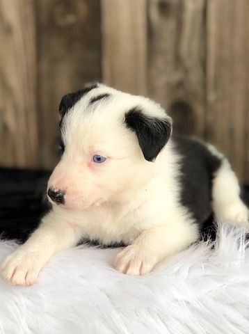 Border Collie Welpen