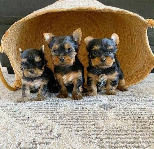 Wunderschöne reinrassige Yorkie-Welpen