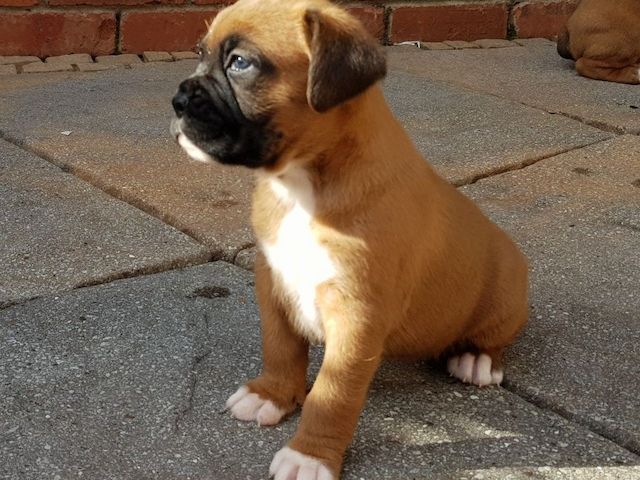 Wunderschцne Boxer Welpen