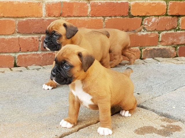 Wunderschцne Boxer Welpen