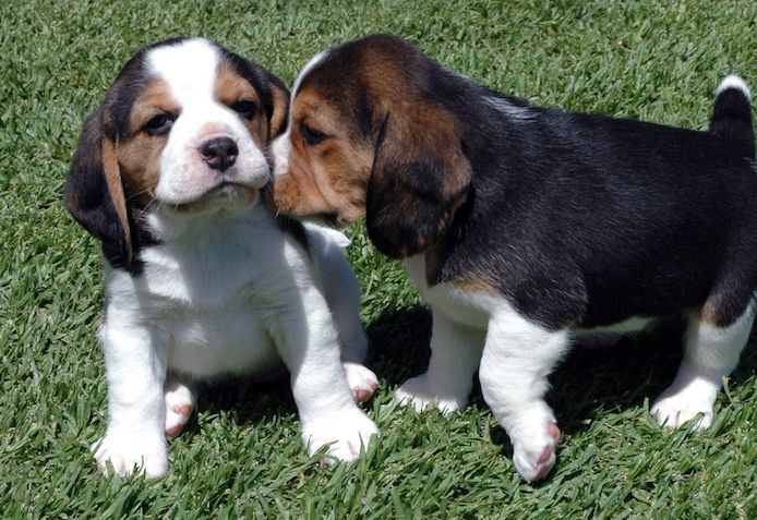Beagle Welpen