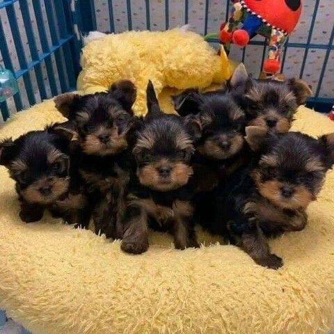 Reinrassige Yorkie-Welpen