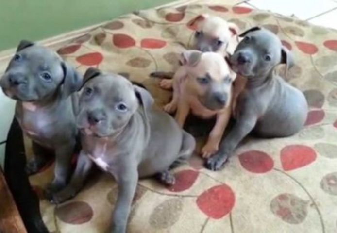 Wunderschцne Pitbull bluelineWelpen