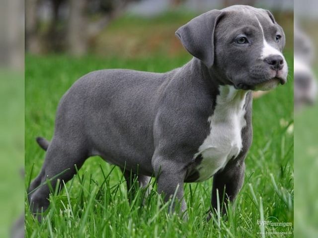Wunderschцne Pitbull bluelineWelpen