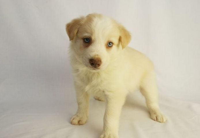 Border Collie Welpen