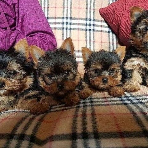 Reinrassige Yorkie-Welpen